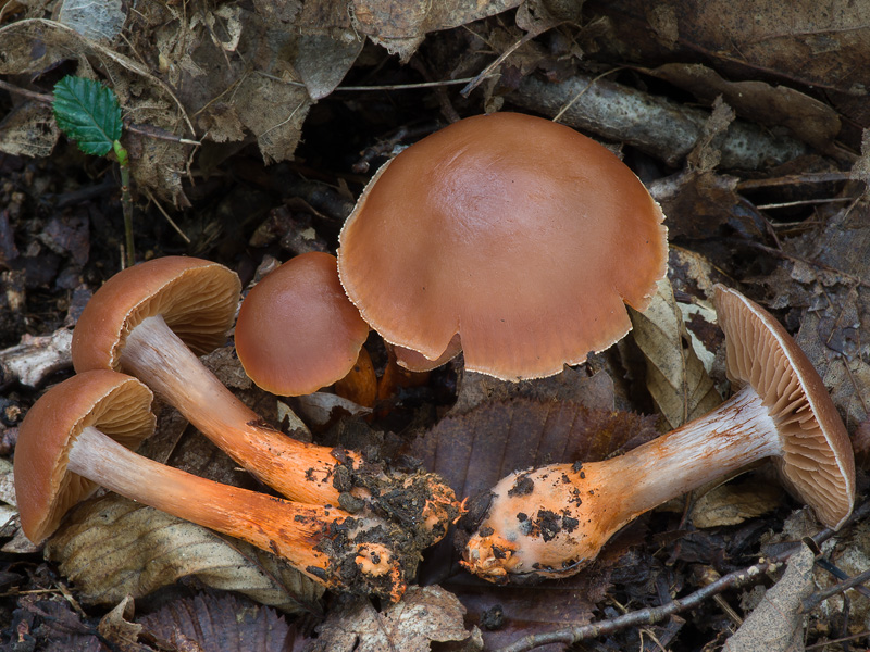 Cortinarius bulliardii